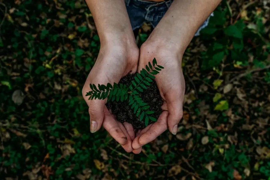 Hands holding a plant